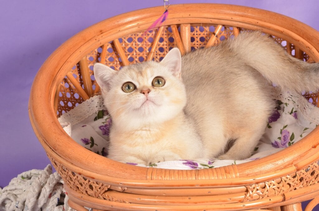 Manya Munchkin Female (Available) 00 - photo 1