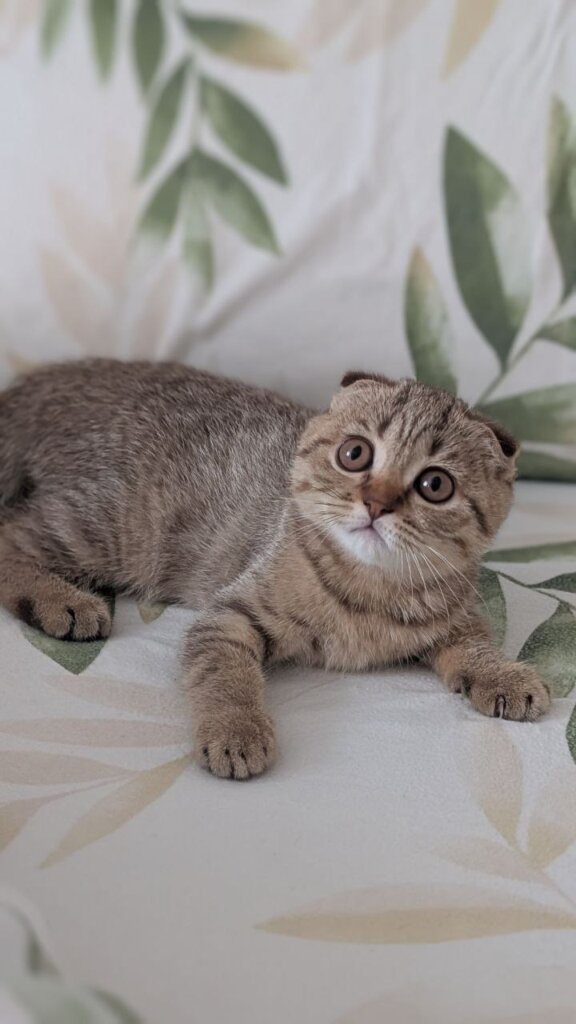 Viva Scottish Fold  Female (Available) 00 - photo 1