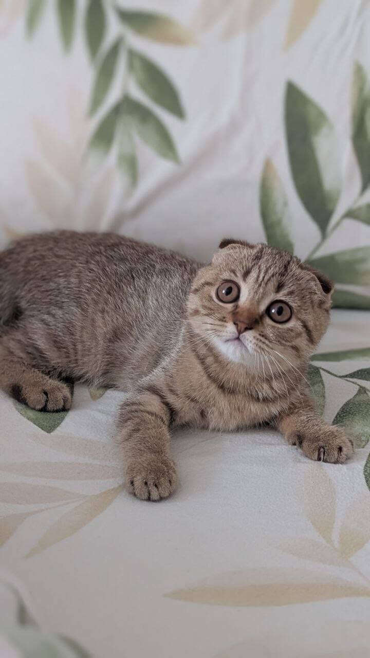 Viva Scottish Fold  Female (Available) $2800