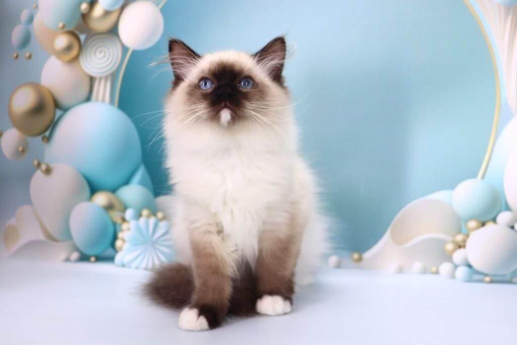 Haritosha Ragdoll Male (Available) 50 - photo 1