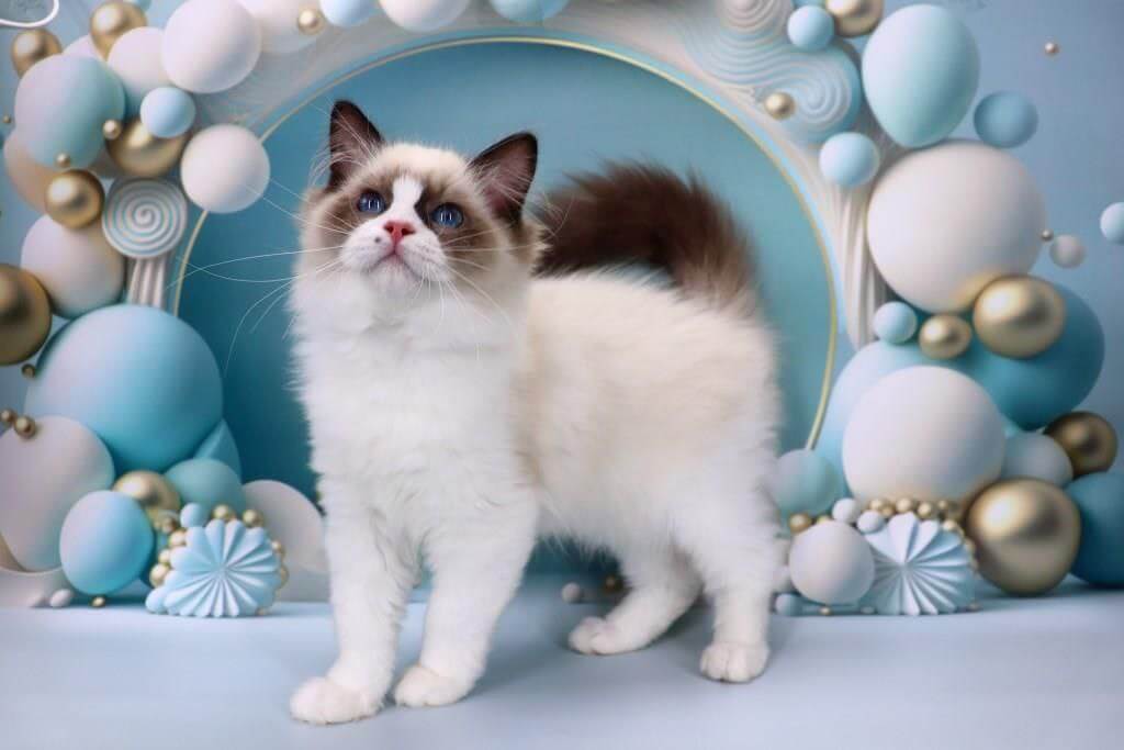 Hector Ragdoll Male (Available) 50 - photo 1