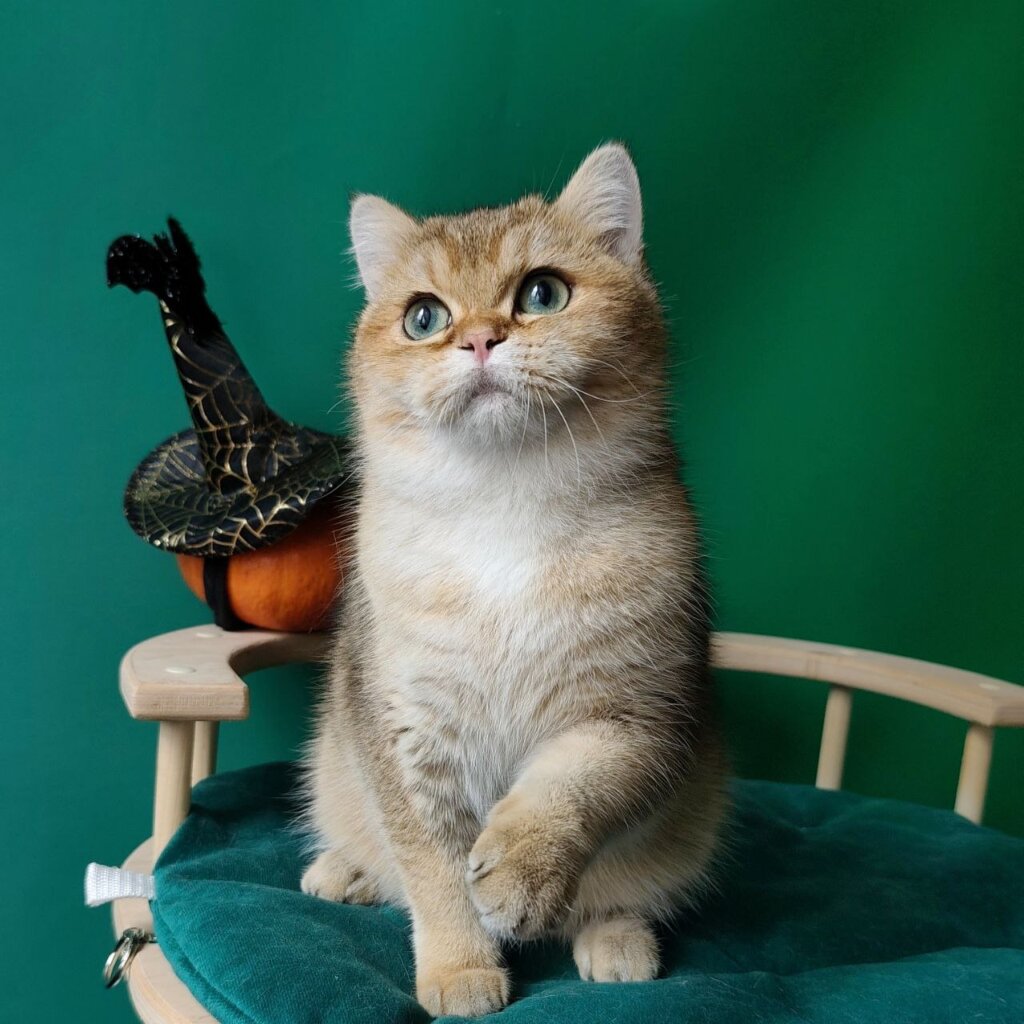 Photo 2025 10 31 21 43 02 4