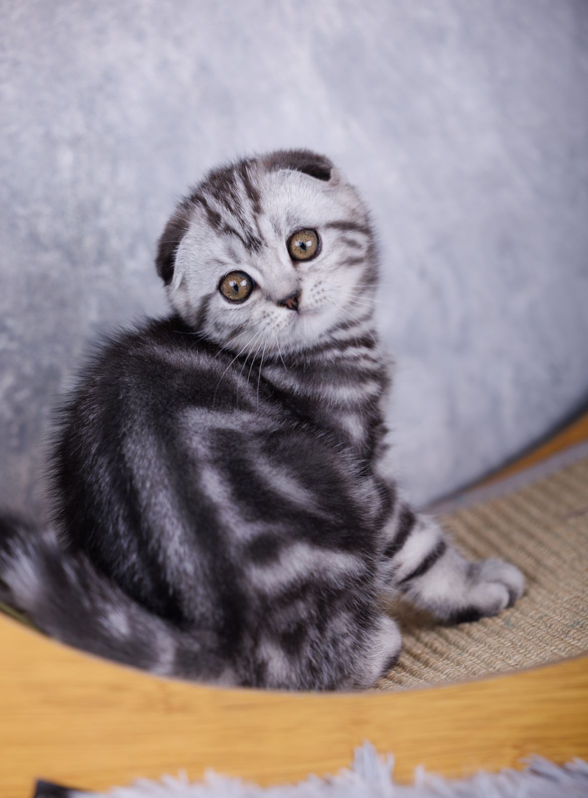 Mirelle  Scottish Fold  Female (Available) $2900