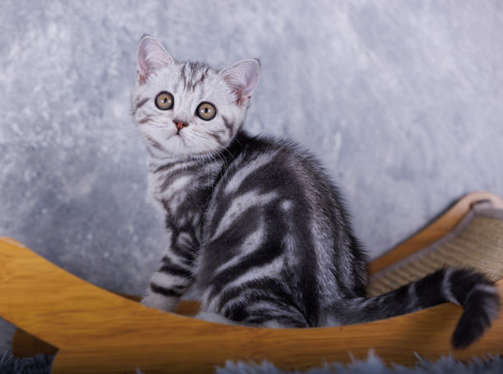 Mozart Scottish Straight Male (Available) $2700