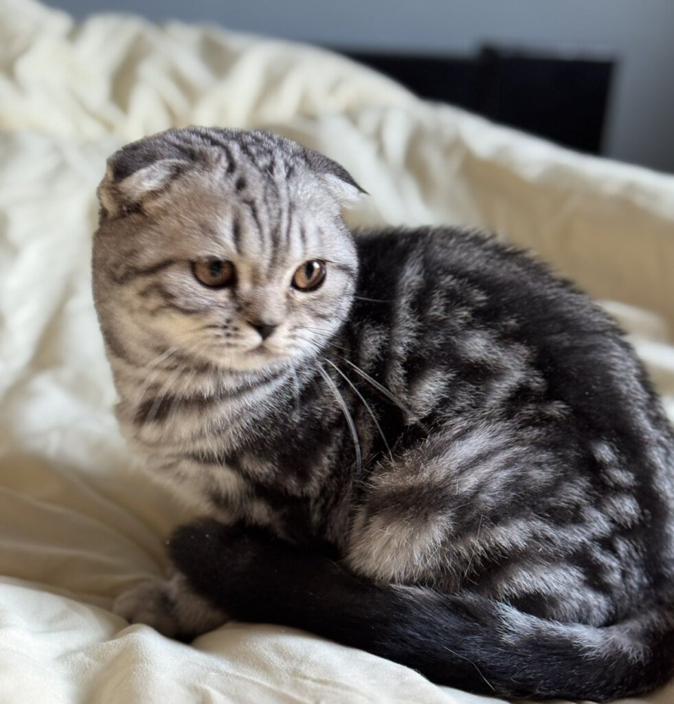 Sugar Scottish Fold Male (Available) $2850