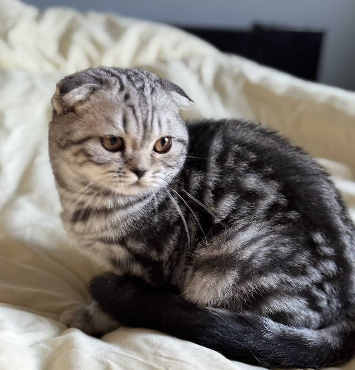 Sugar Scottish Fold Male (Available) $2850