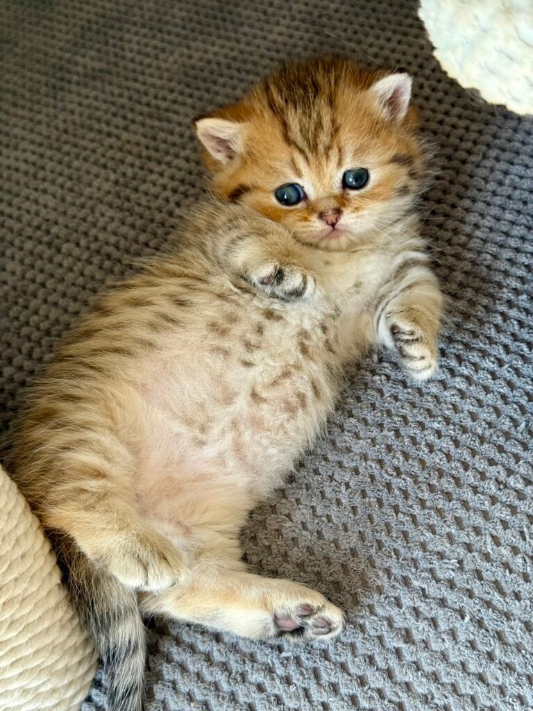 Misha Munchkin Male (Available) $4000