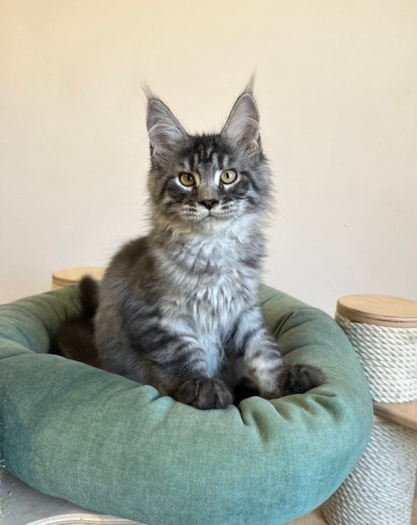 Mars Maine Coon  Male (Available) $2950