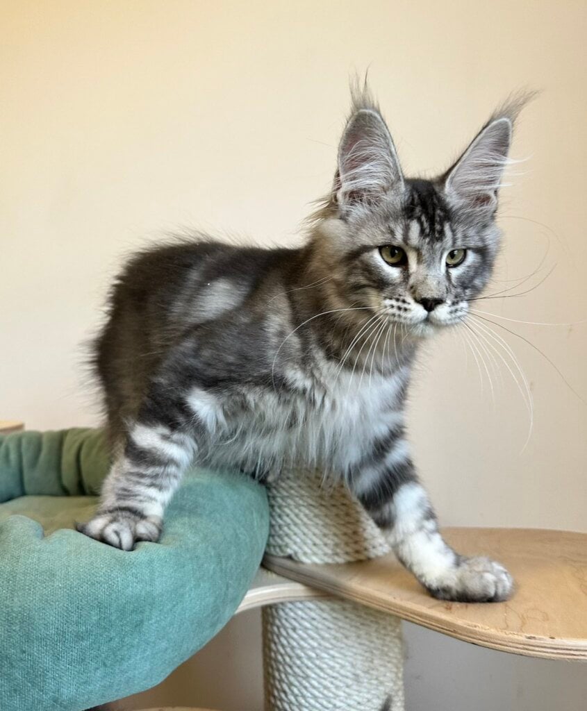 Marcus Maine Coon  Male (Available) $2950