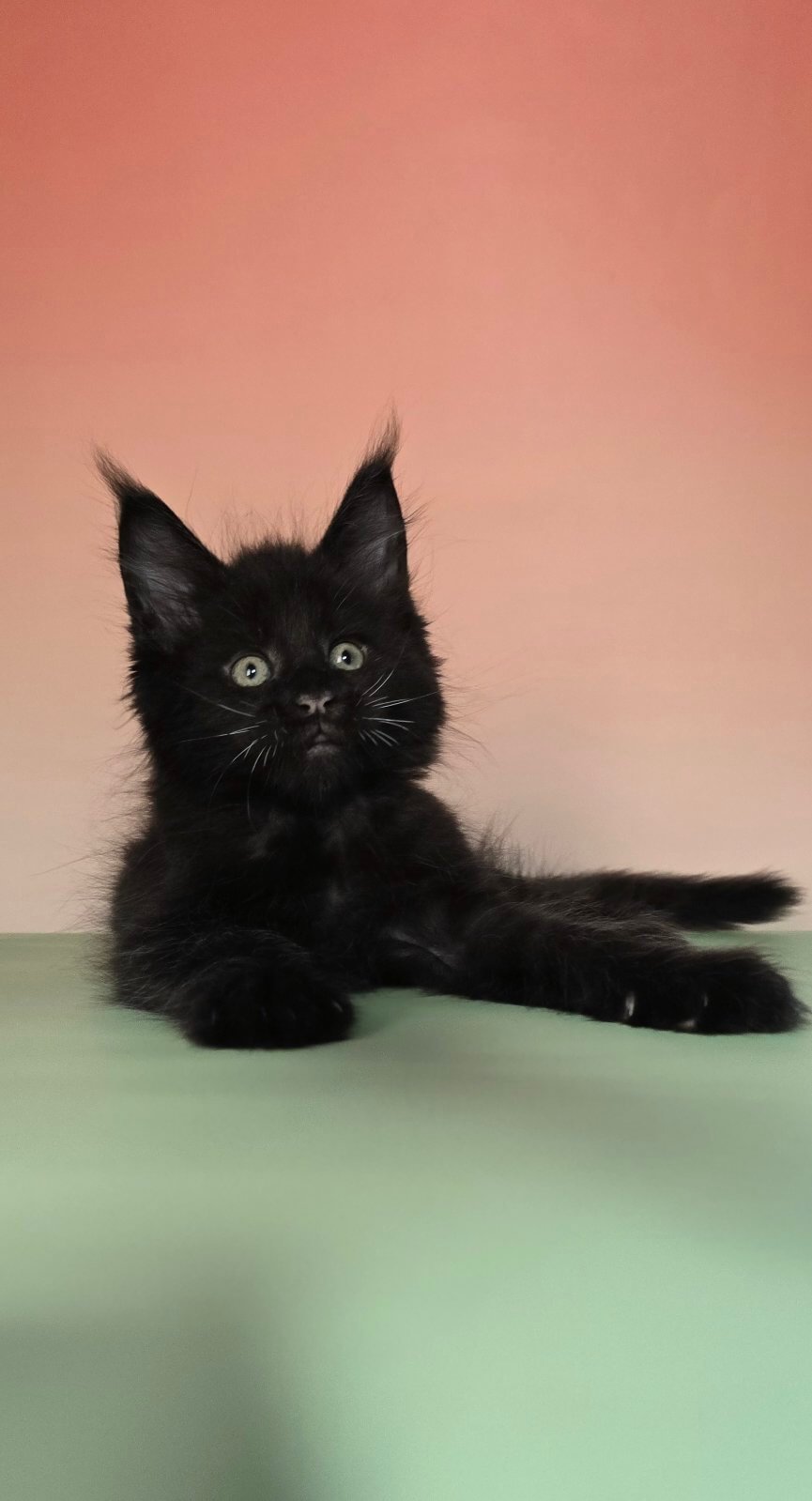 Karlos Maine Coon Male (Reserved) $2850