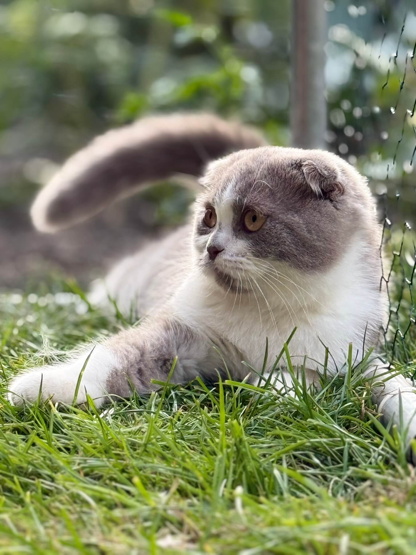 Kirill Scottish Fold Male (Available) $2450