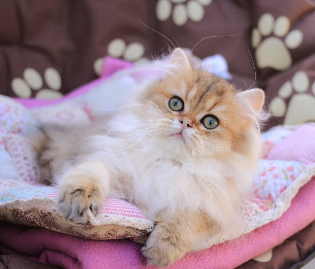 Malvina British Longhair  Female (Available) $2600