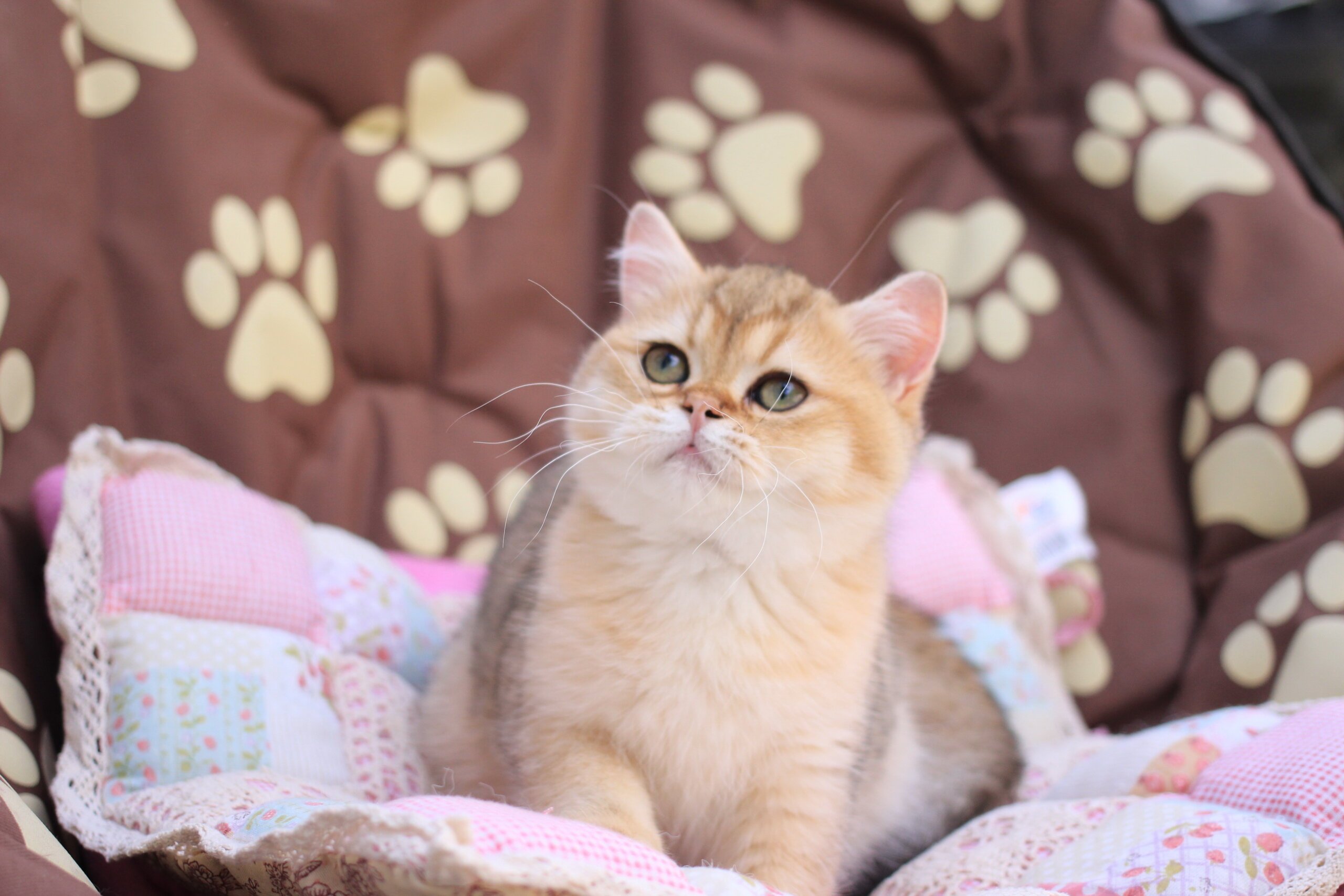 Emily British Shorthair  Female (Available) $2600