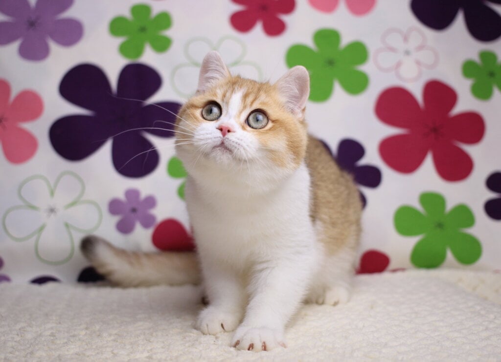 Asti British Shorthair Male (Available) 50 - photo 1
