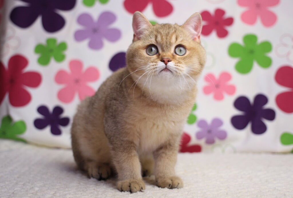Latte British Shorthair Male (Available) $2550