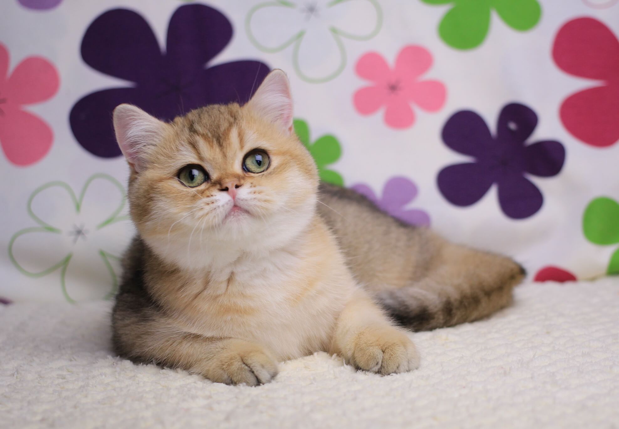 Emily British Shorthair  Female (Available) $2600