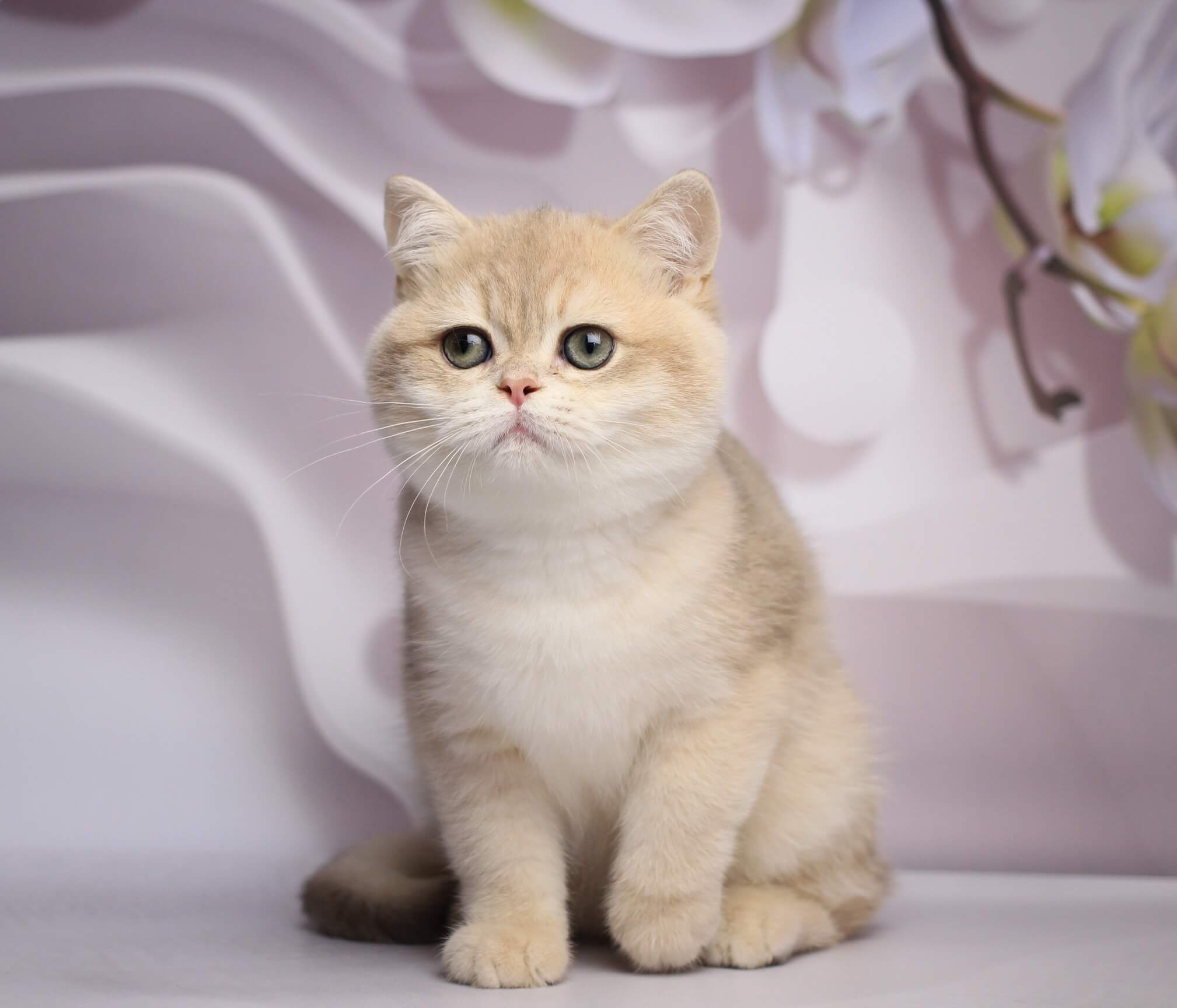 Richi British Shorthair  Male (Available) $2800