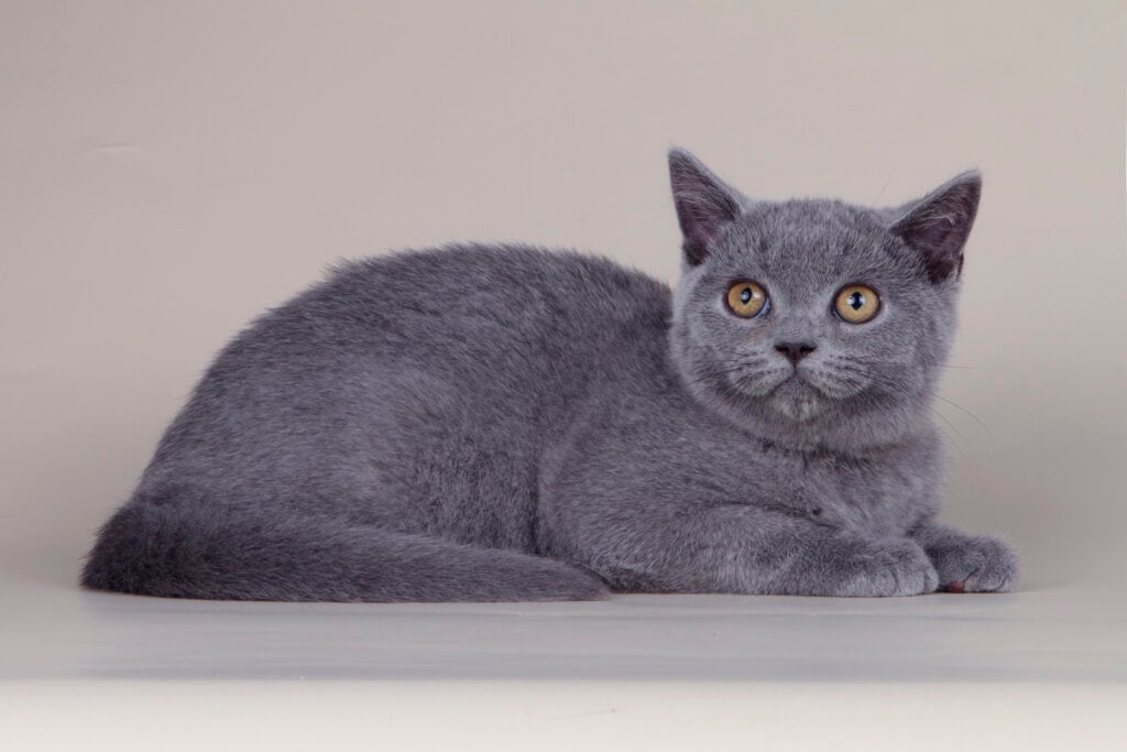 Sam British Shorthair  Male (Available) $2200