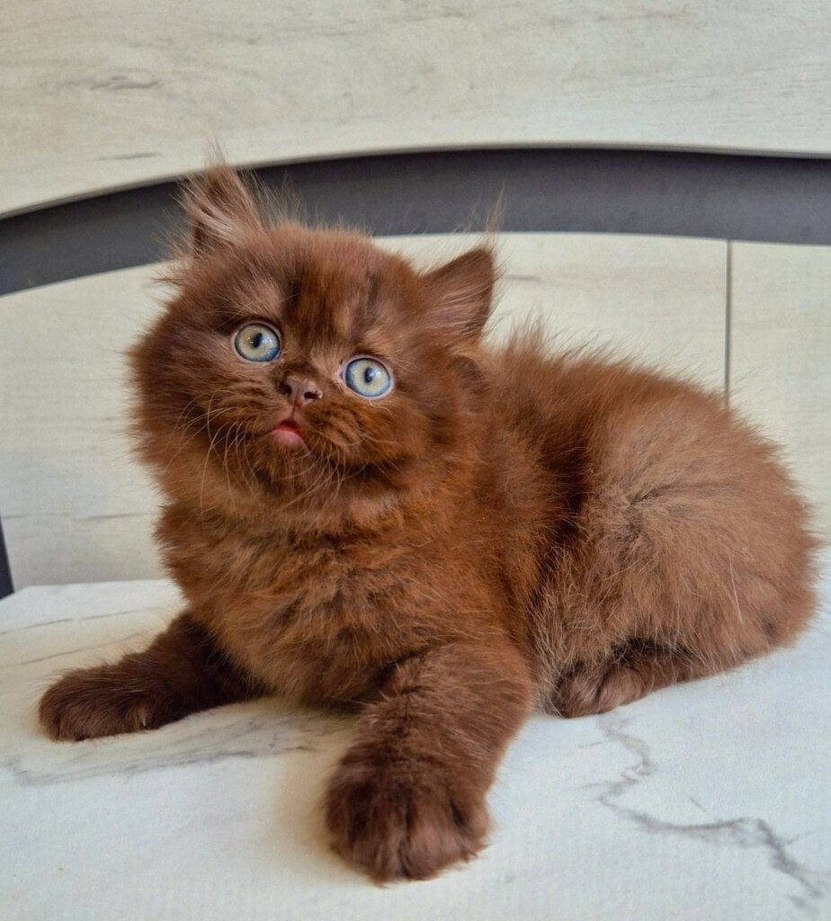 Justin British Longhair  Male (Available) $3200