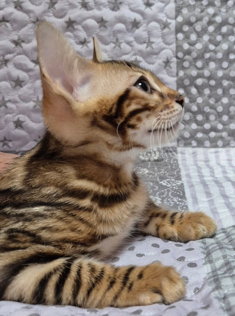 Cleo Bengal  Female (Available) $2800