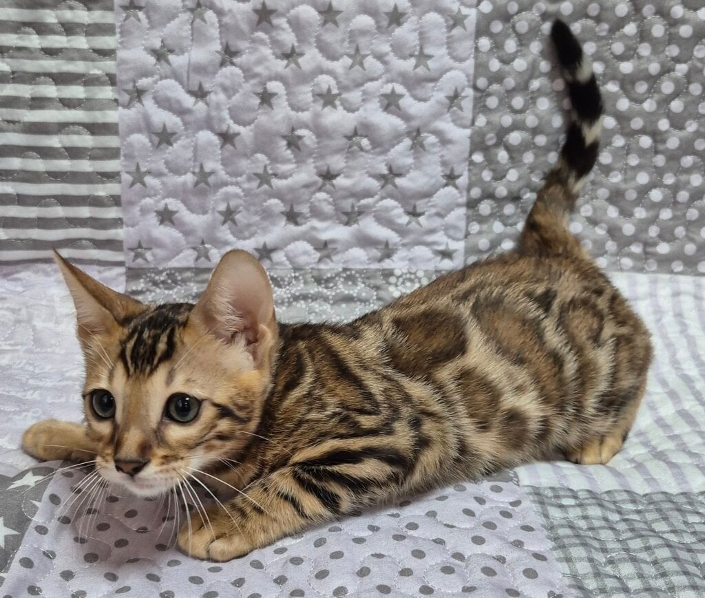Candi Bengal  Female (Available) $2800