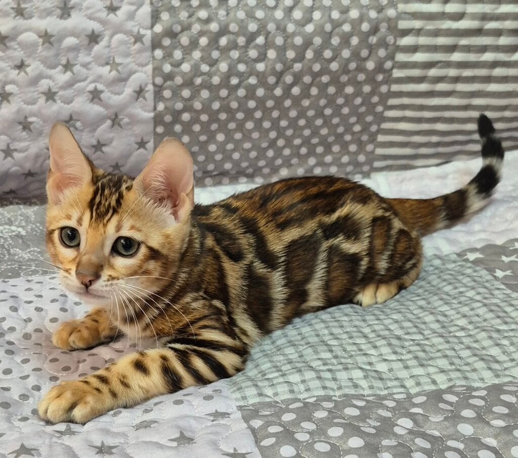 Charlotte Bengal  Female (Available) $2800