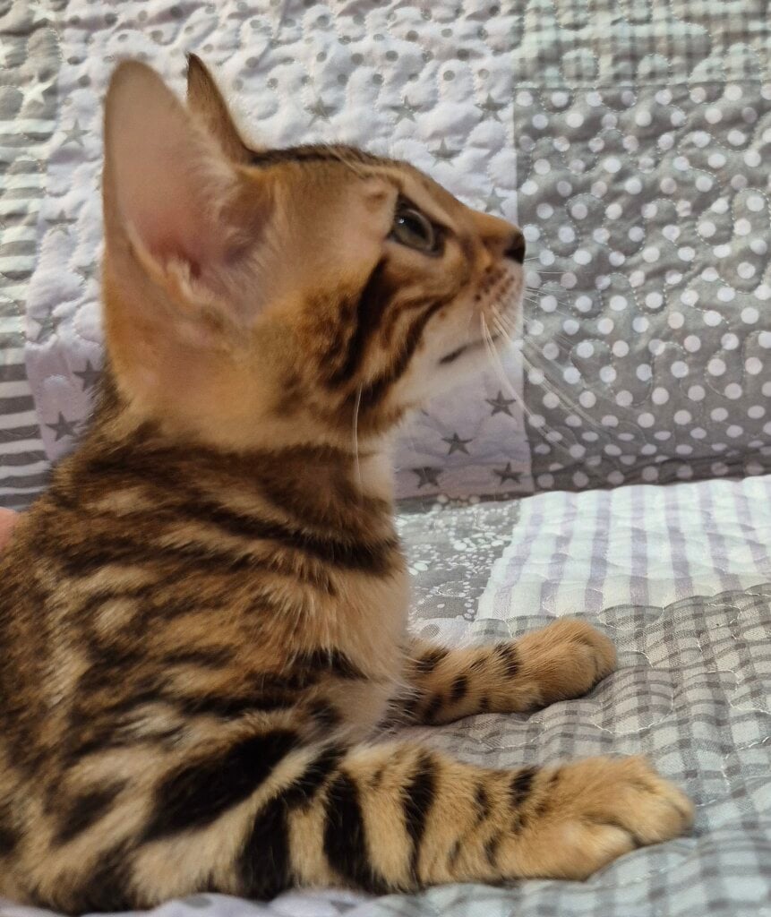 Cori Bengal  Female (Available) $2800