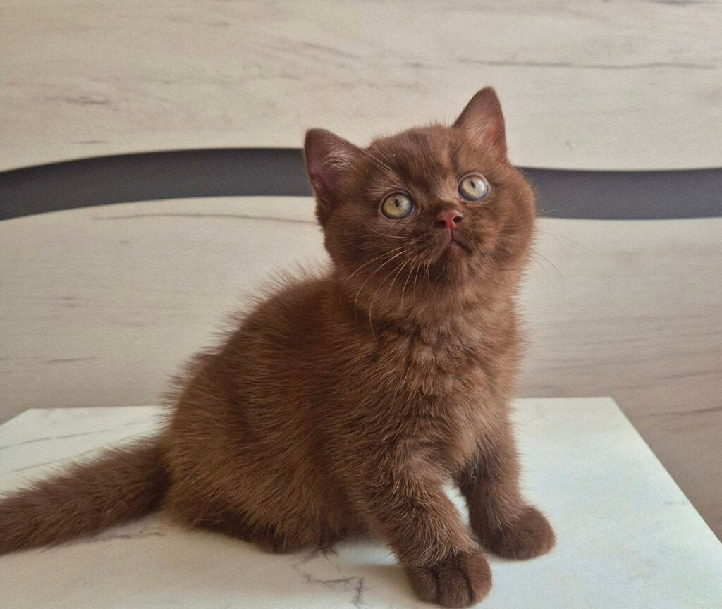 Jasmine British Shorthair  Female (Available) $3200