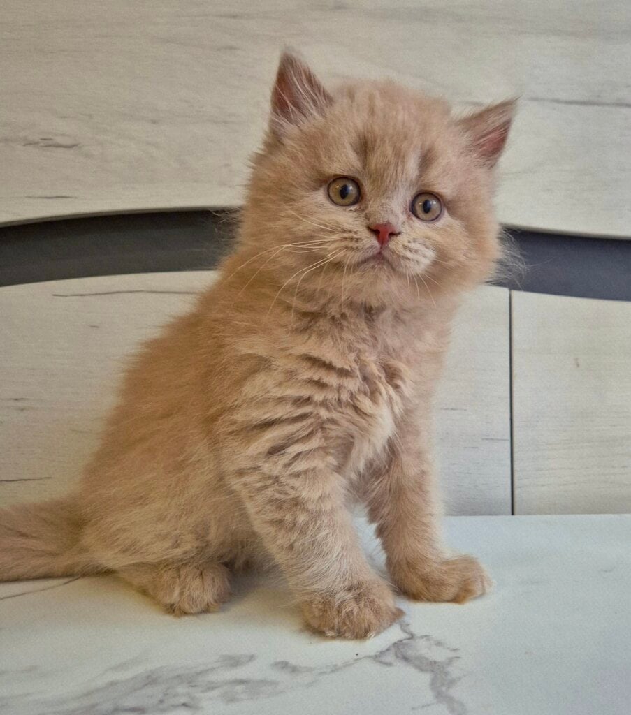 John British Longhair  Male (Available) $3200