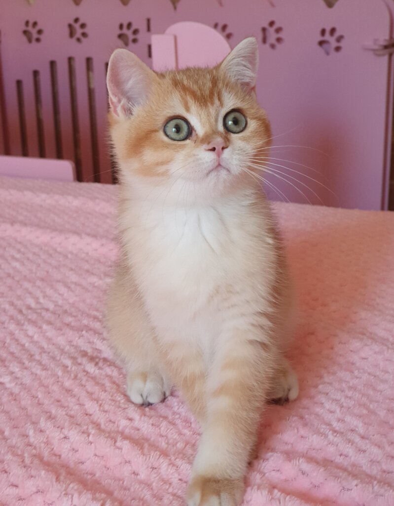 Quartz  British Shorthair  Male (Available) $2800