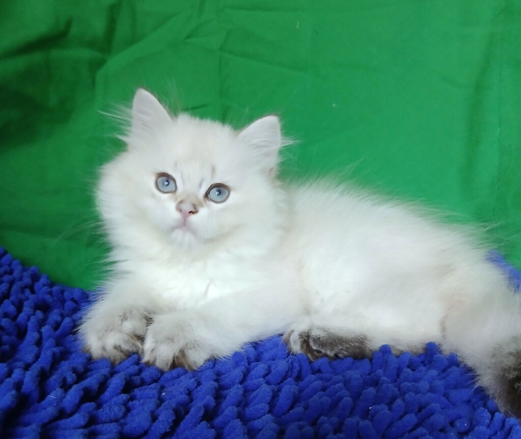 Oscar British Longhair Male (Available) $2550