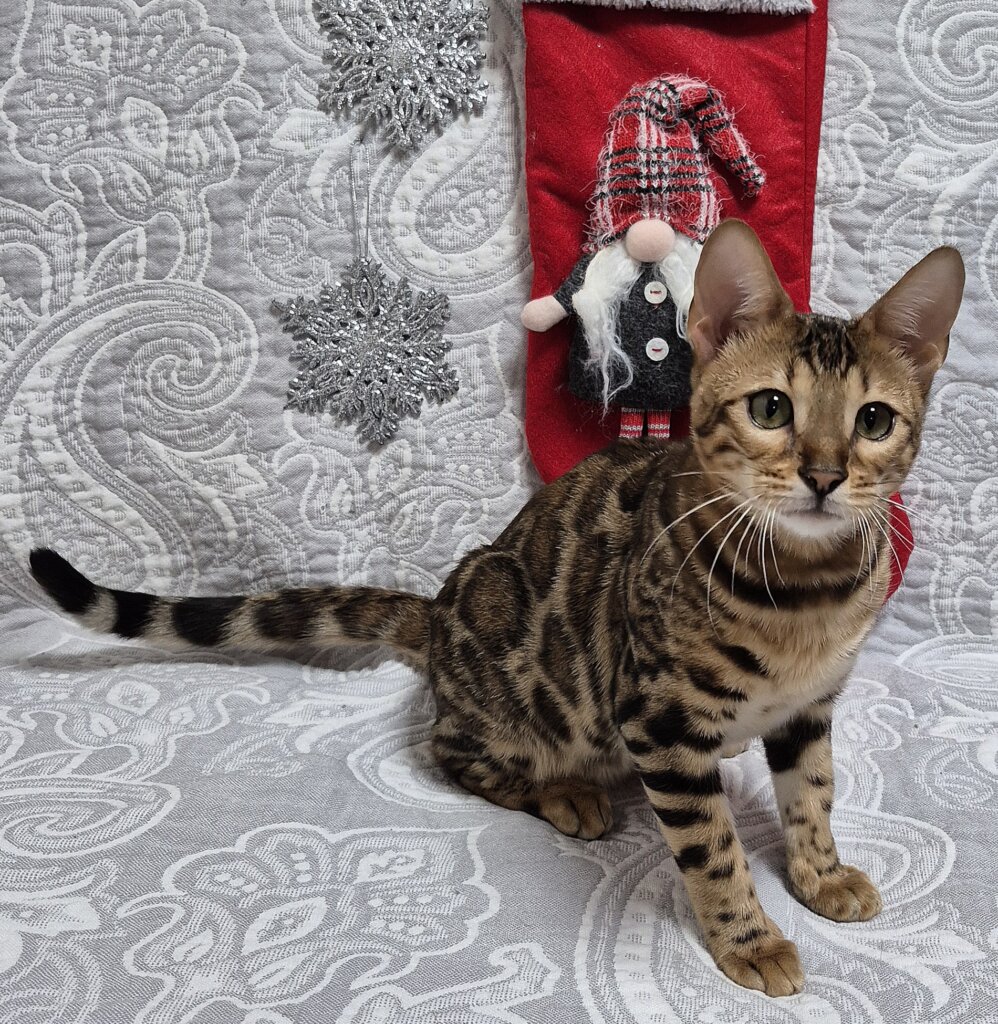 Candi Bengal Black Tabby Female (Available) 00 - photo 1