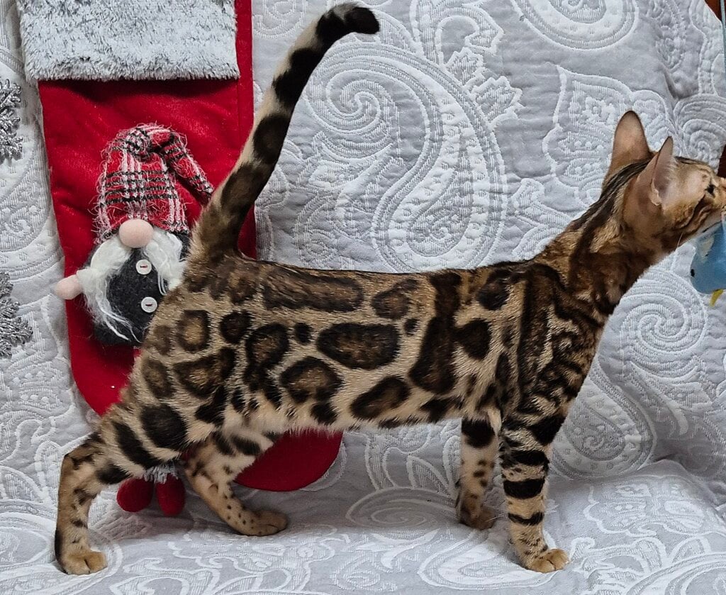 Cori Bengal Black Tabby Female (Available) 00 - photo 1