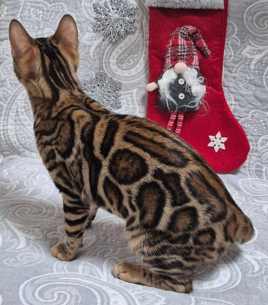 Cleo Bengal Black Tabby Female (Available) 00 - photo 1