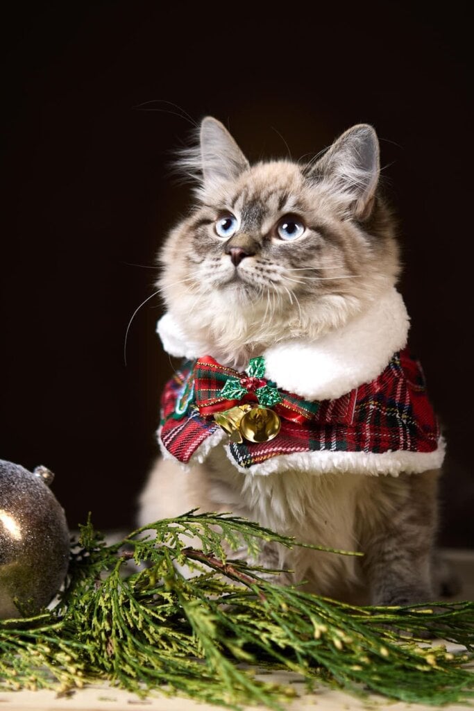 Amour Siberian Seal Male (Reserved) 50 - photo 1