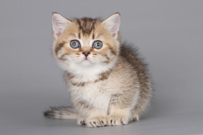 Dauria Munchkin Female (Available) $3400