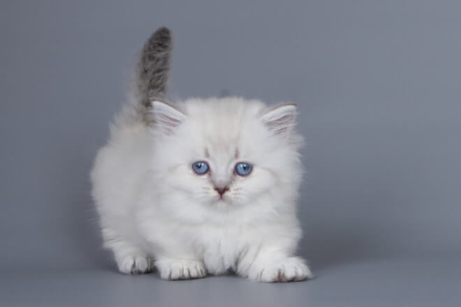 Drelon Munchkin  Male (Available) $4050