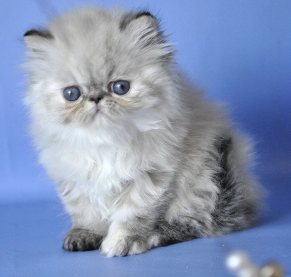 Sonya Persian Female (Available) $3100