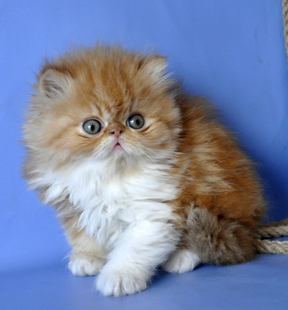 Synny Boy Persian  Male (Available) $3100