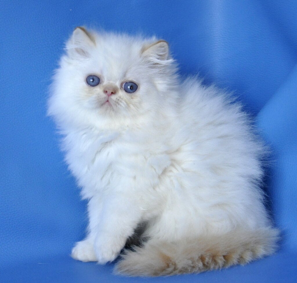 Milo Persian Male (Available) $3000