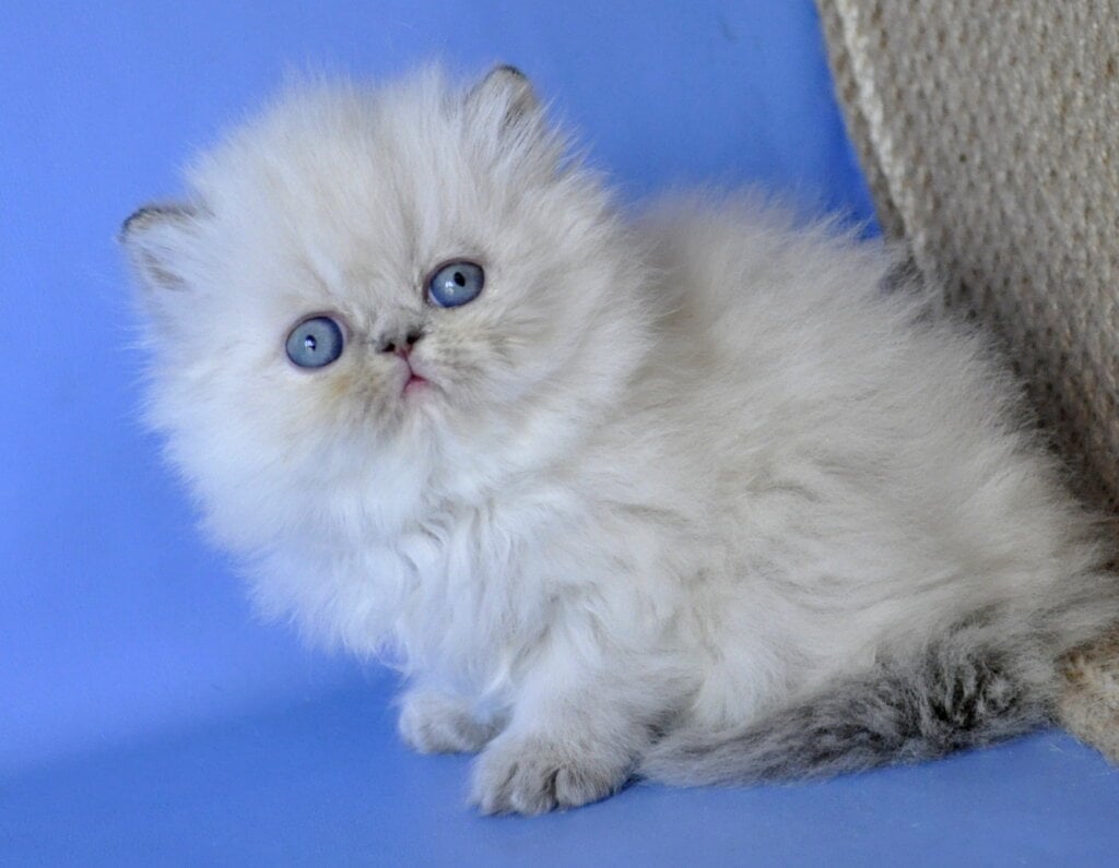 Sara Persian Female (Available) $3100
