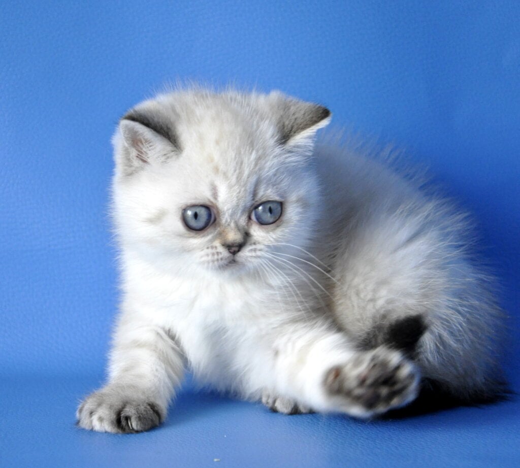 Chile Exotic Female (Available) $2600