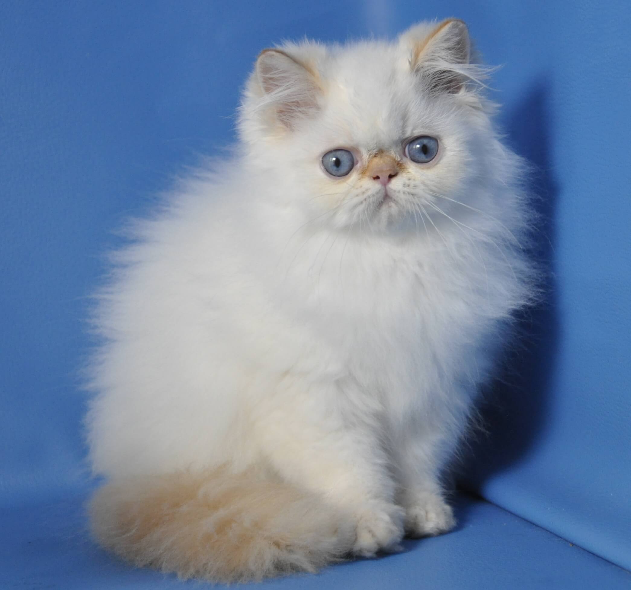 Milo Persian Male (Available) $3000