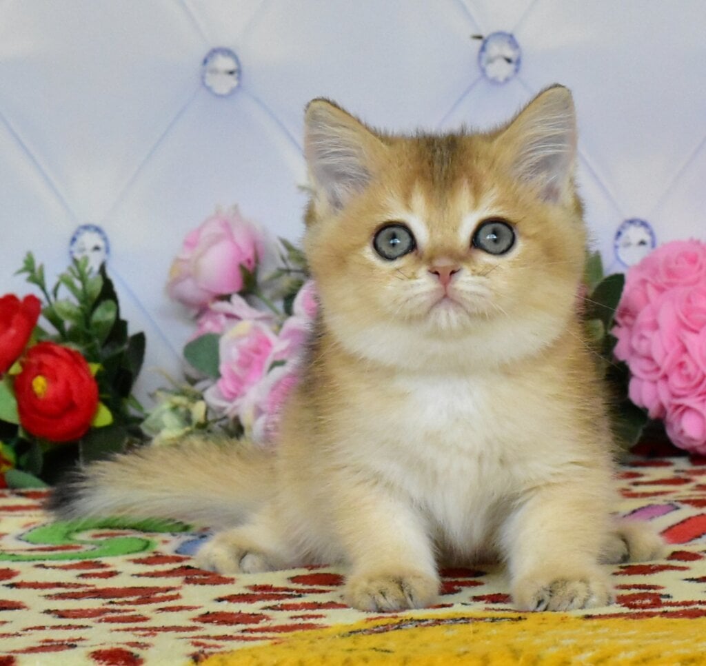 Oliviya British Shorthair  Female (Available) $2700