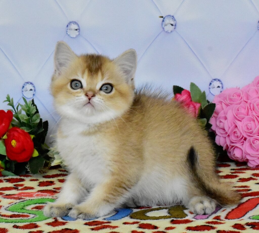 Oliver British Shorthair  Male (Available) $2700