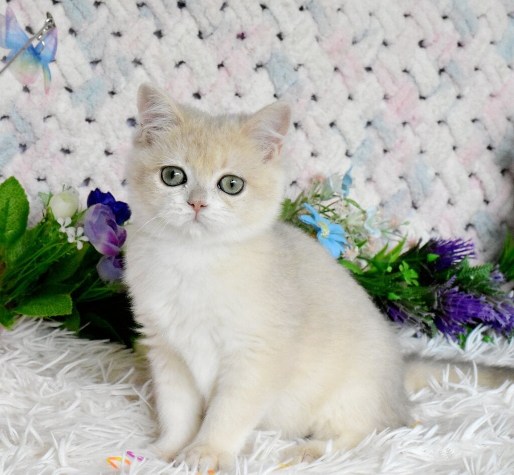 Barnu British Shorthair Male (Available) $2900