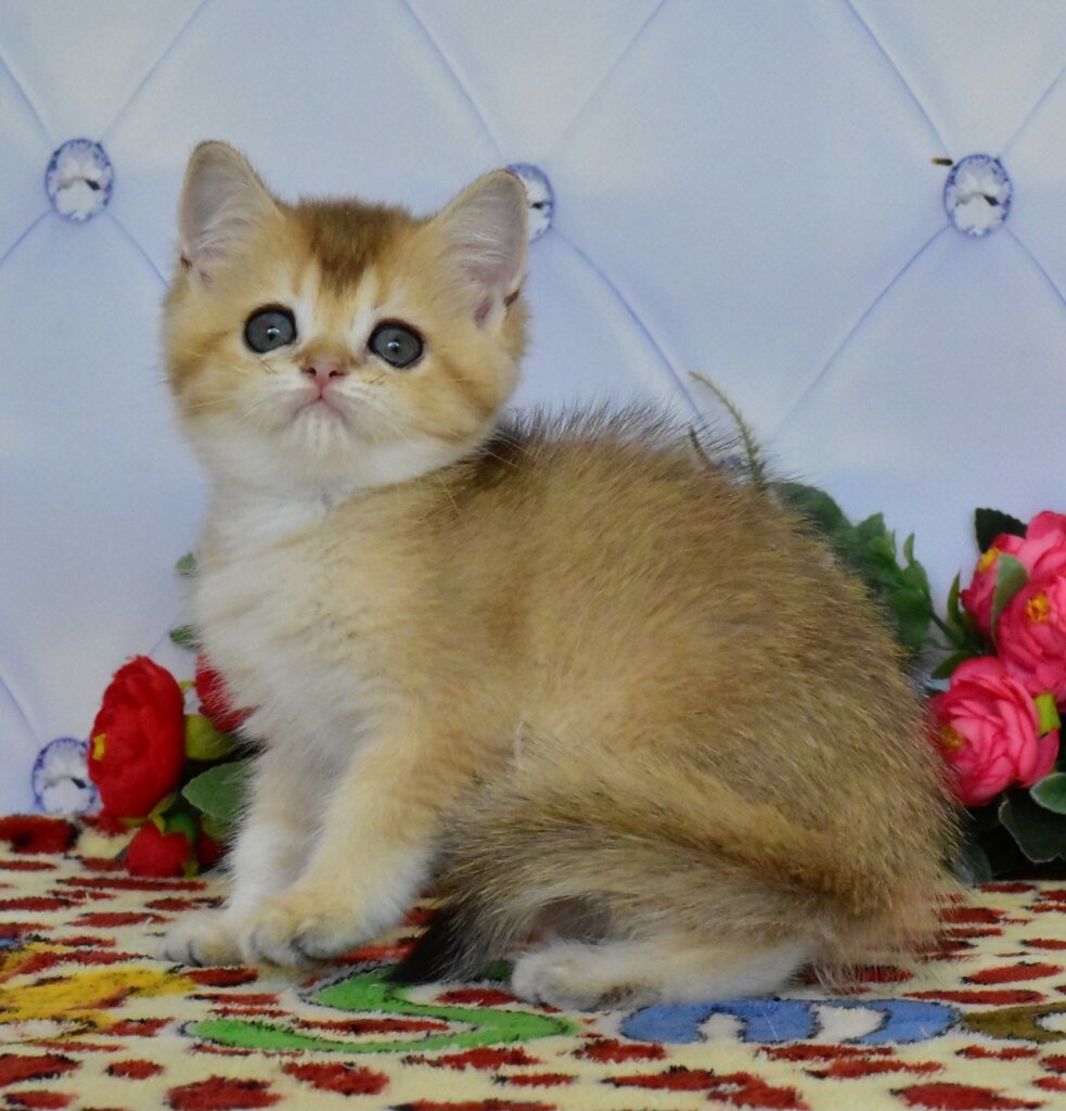 Odri British Shorthair  Female (Available) $2700