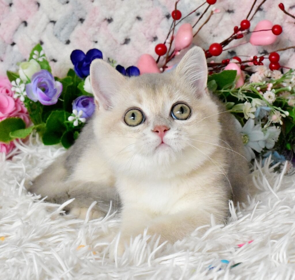 Bingo British Shorthair  Male (Available) $2700