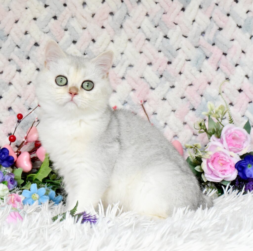 Sаm British Shorthair  Male (Available) $2500