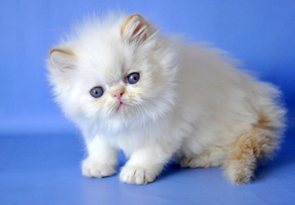 Alex Persian Male (Available) $3000